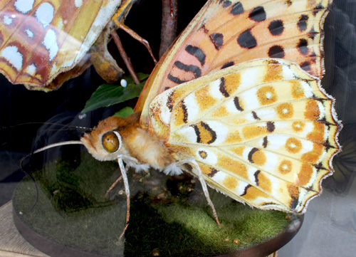 Australian Fritillary Butterfly
